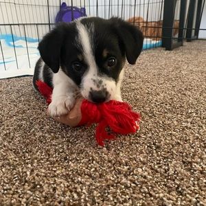 Meet your Posher, Abby